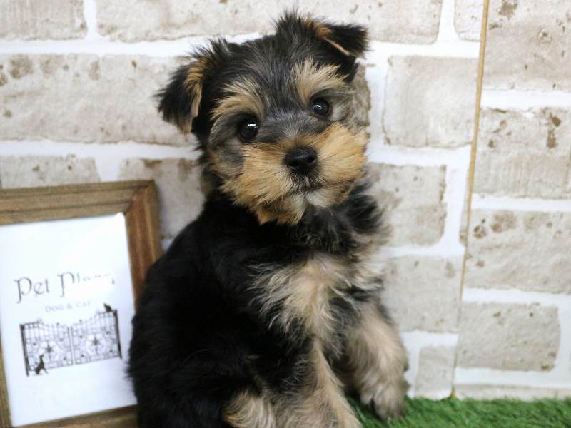 ヨークシャーテリア25-1148