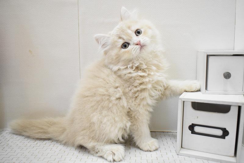 スコティッシュフォールド25-1154