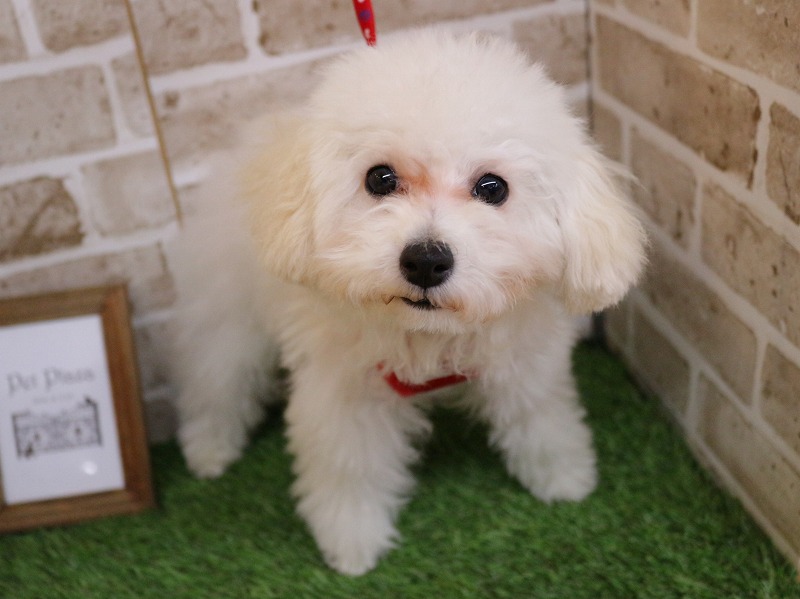 トイプードル25-1159