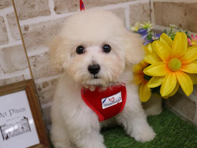 トイプードル25-1159