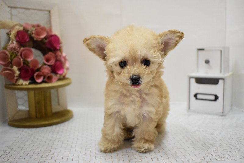 トイプードル25-1161