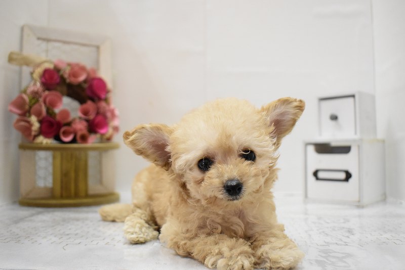 トイプードル25-1161