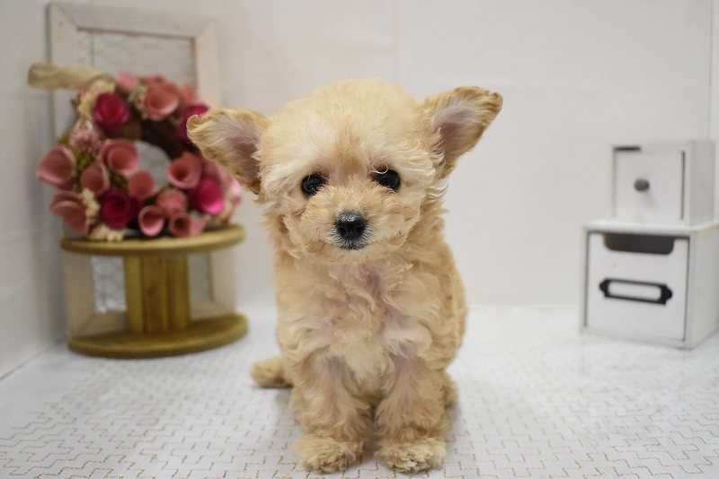 トイプードル25-1161