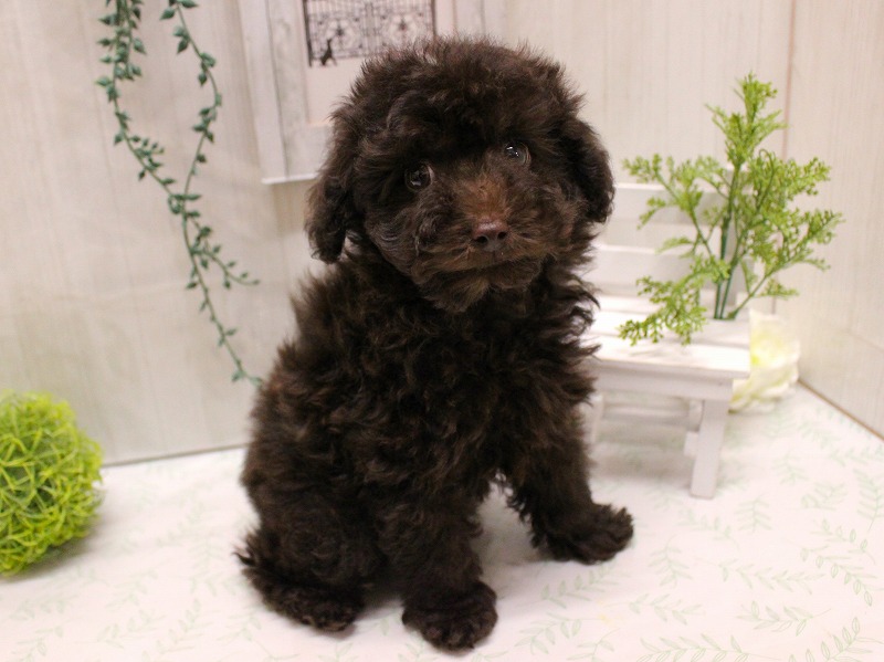 トイプードル25-1163