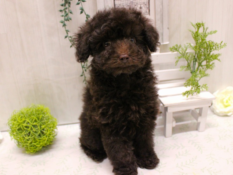 トイプードル25-1163