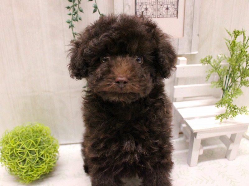 トイプードル25-1163