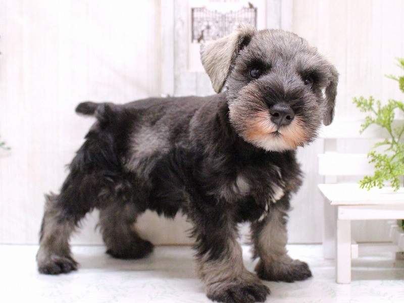 ミニチュアシュナウザー25-1173