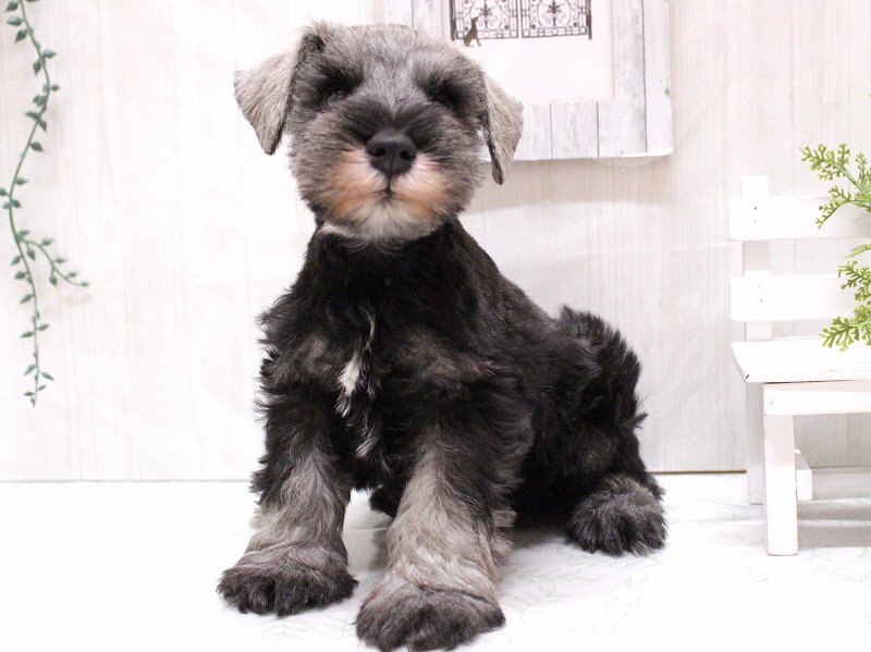 ミニチュアシュナウザー25-1173