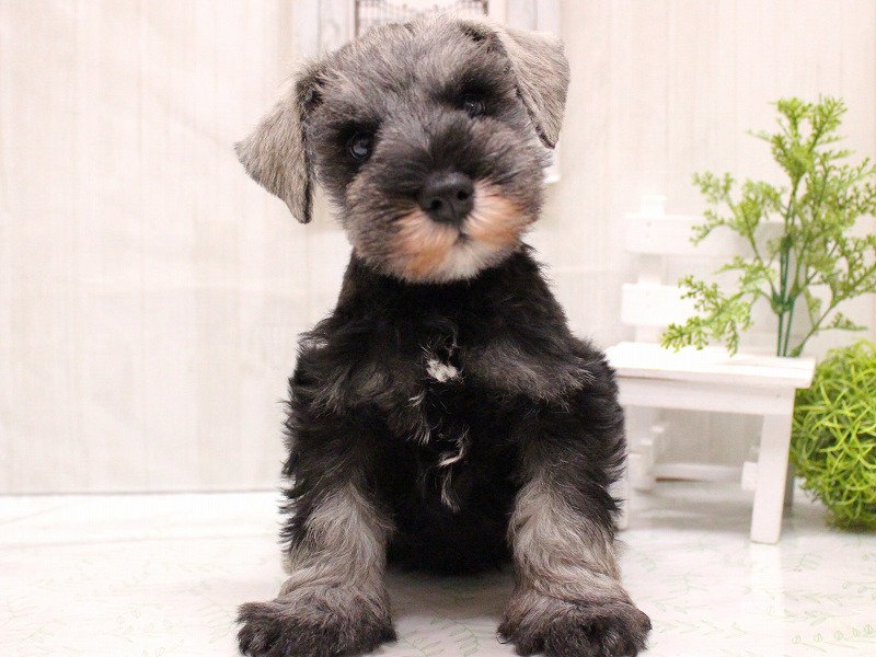 ミニチュアシュナウザー25-1173