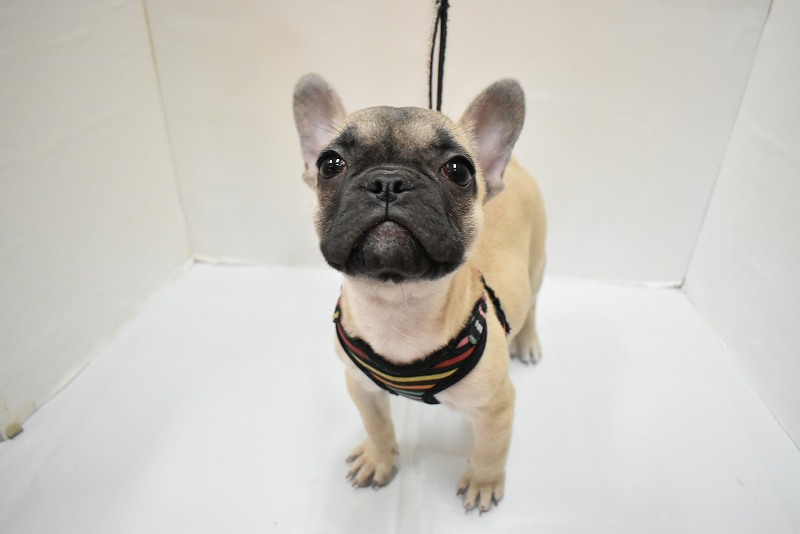 フレンチブルドッグ25-1198