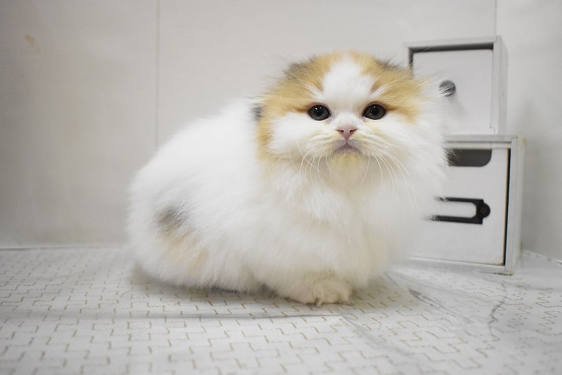 スコティッシュフォールド25-1201