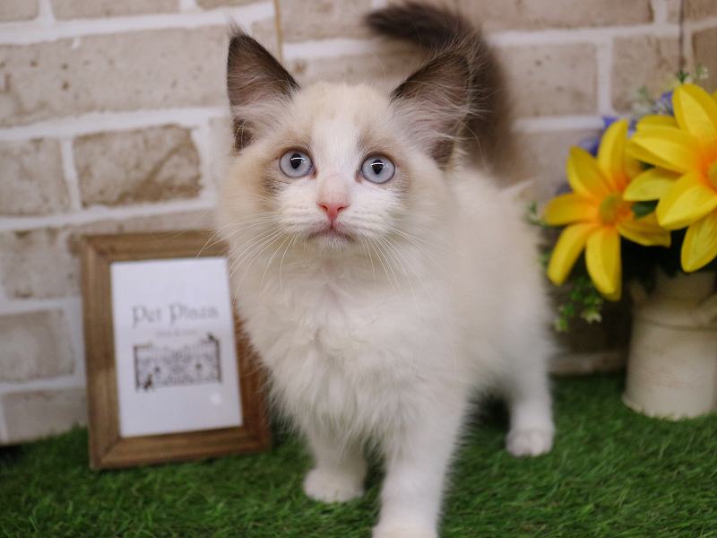 ラグドール25-1202