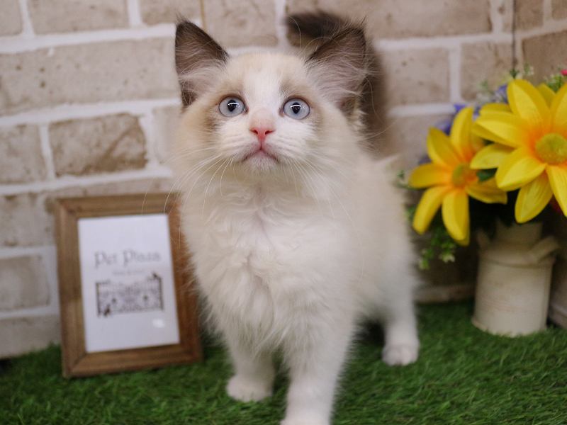 ラグドール25-1202