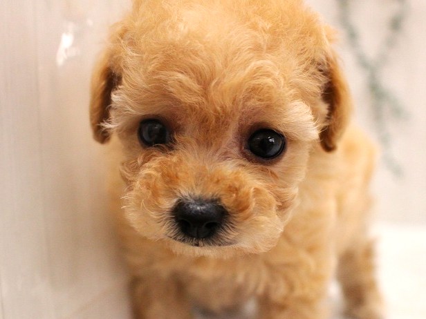 トイプードル25-1216