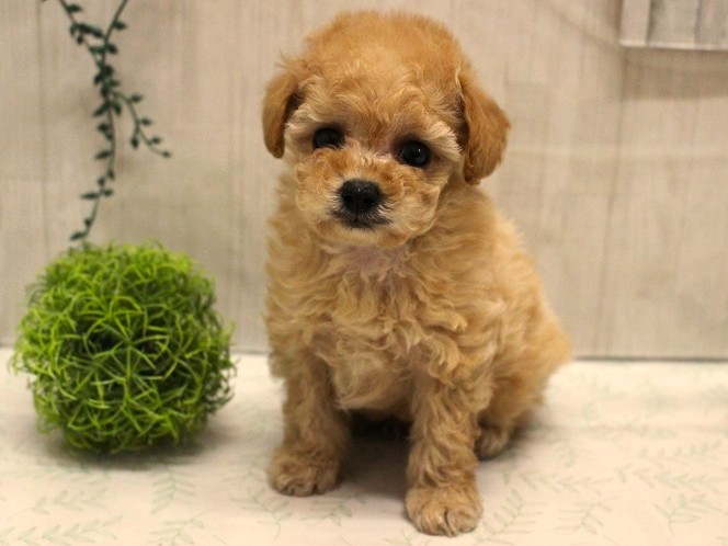 トイプードル25-1216