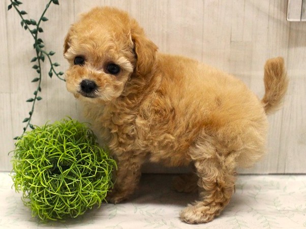 トイプードル25-1216