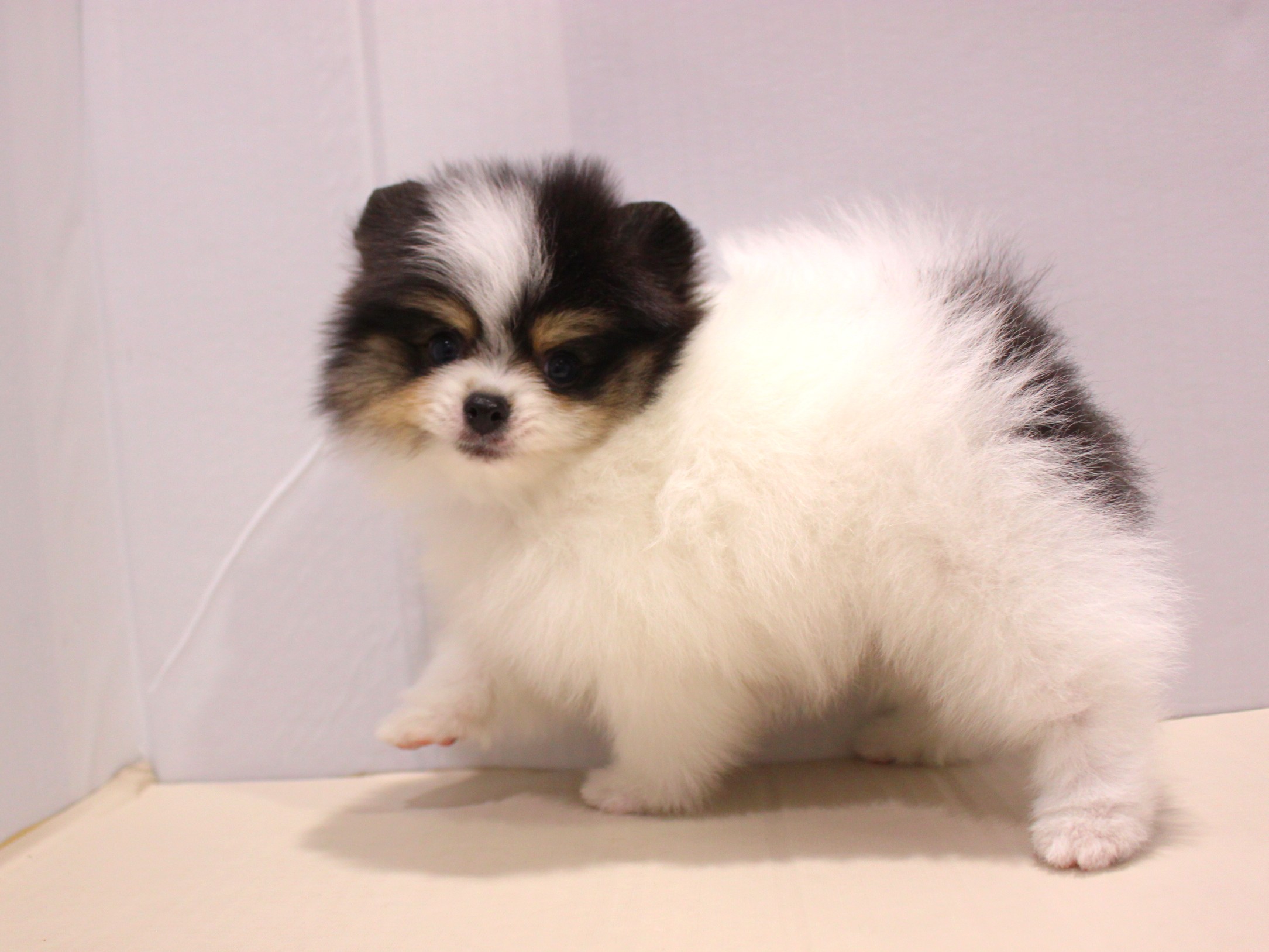 ポメラニアン25-1100