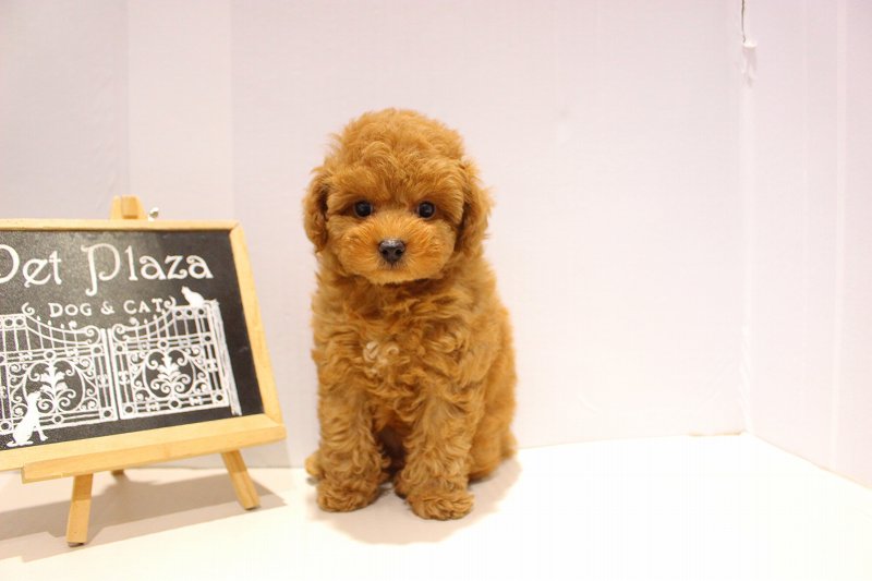 トイプードル25-1078