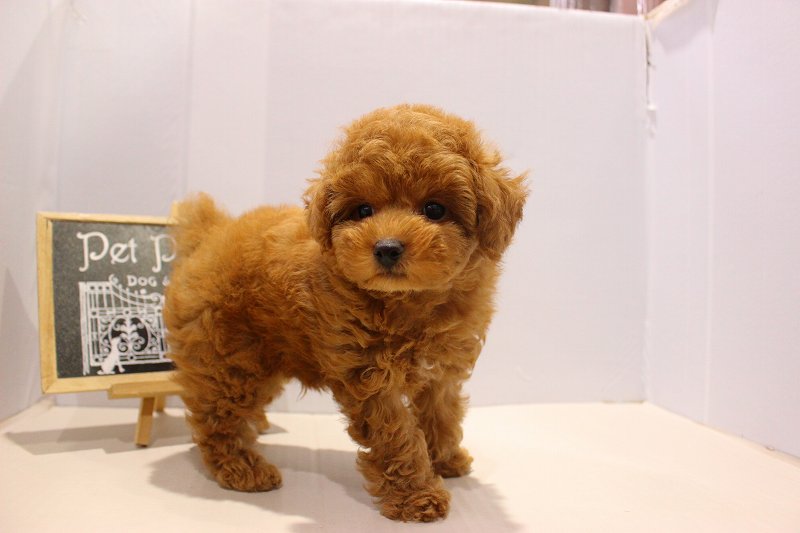 トイプードル25-1078