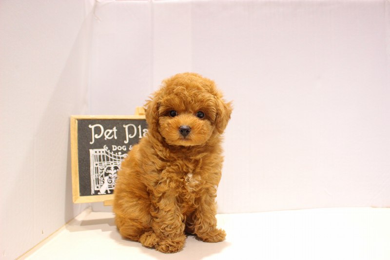 トイプードル25-1078