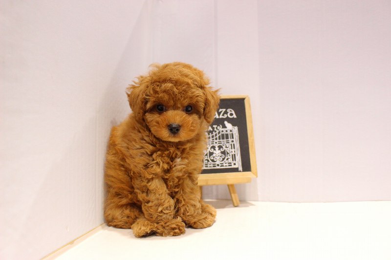 トイプードル25-1078