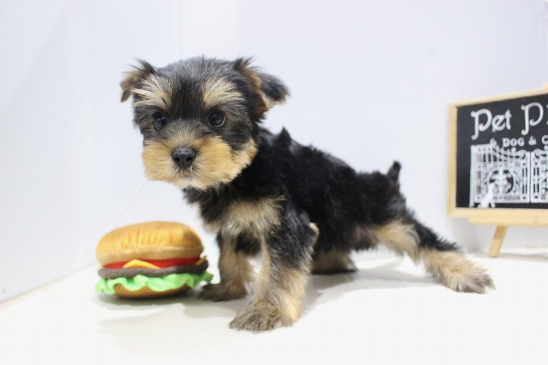 ヨークシャーテリア25-1149