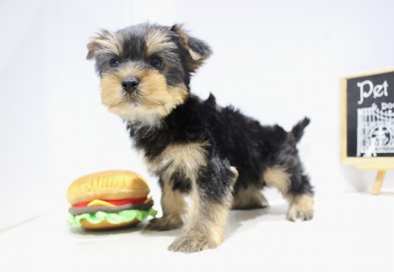 ヨークシャーテリア25-1149