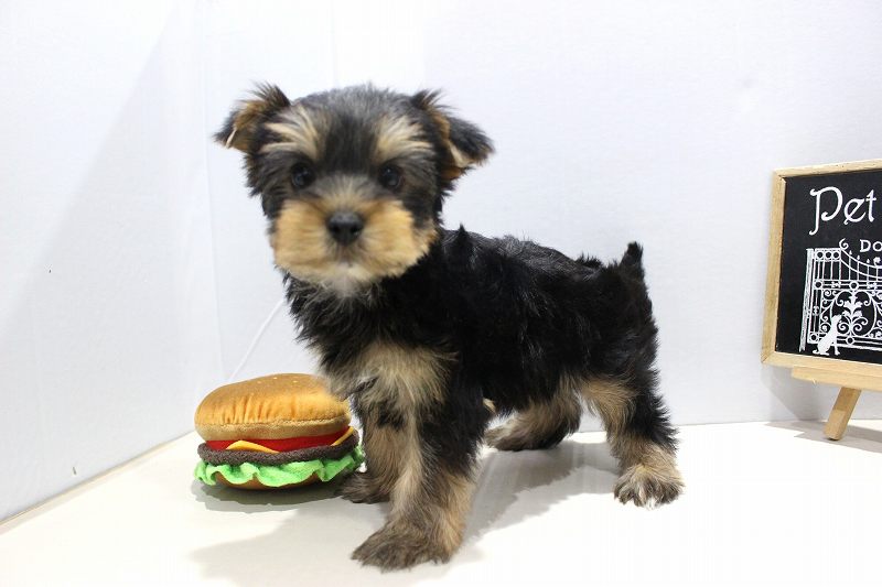 ヨークシャーテリア25-1149