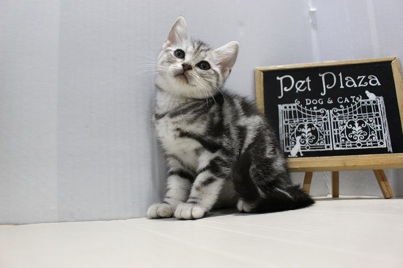 アメリカンショートヘア25-1138