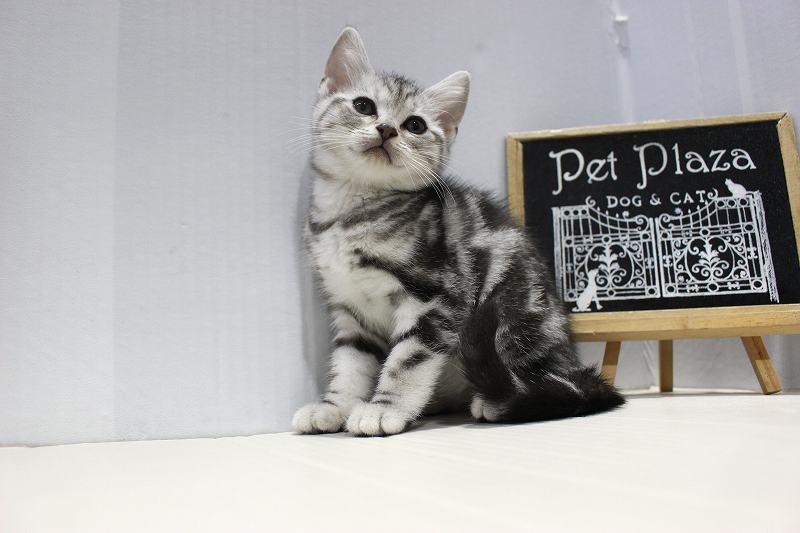 アメリカンショートヘア25-1138