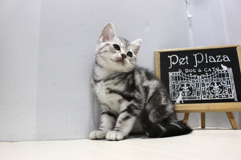 アメリカンショートヘア25-1138