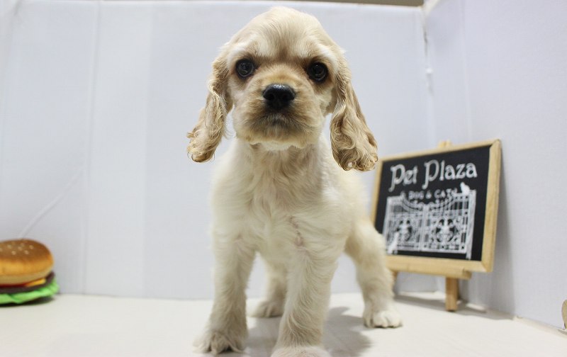 アメリカンコッカースパニエル25-1131