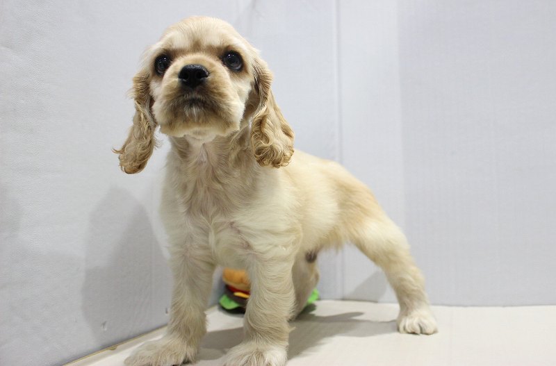 アメリカンコッカースパニエル25-1131