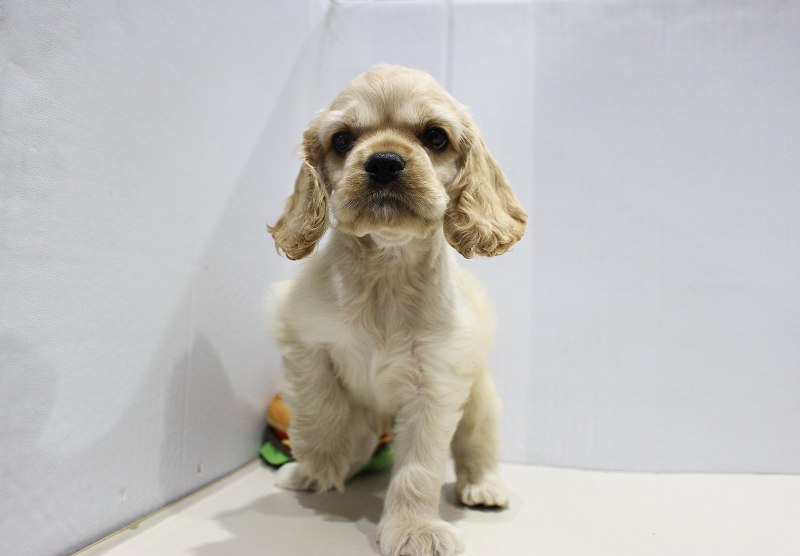 アメリカンコッカースパニエル25-1131