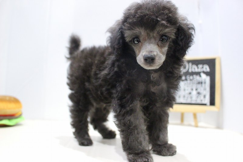 トイプードル25-1144