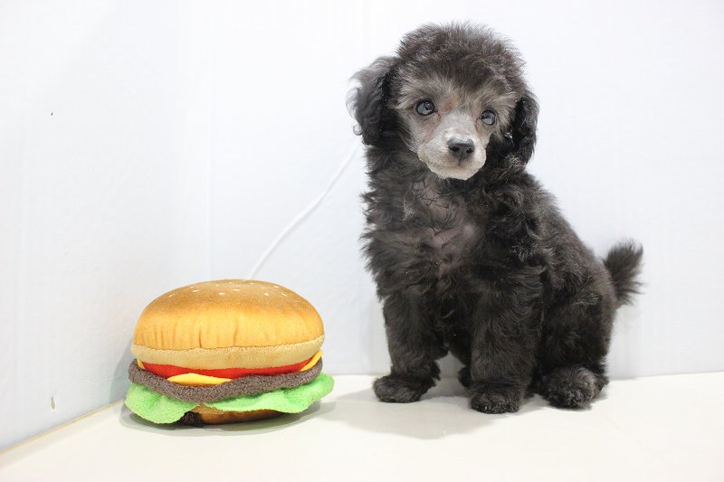 トイプードル25-1144