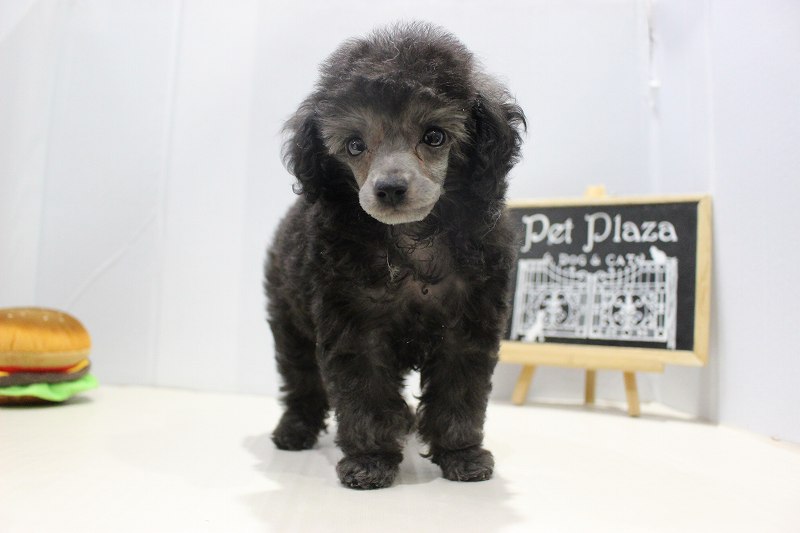 トイプードル25-1144