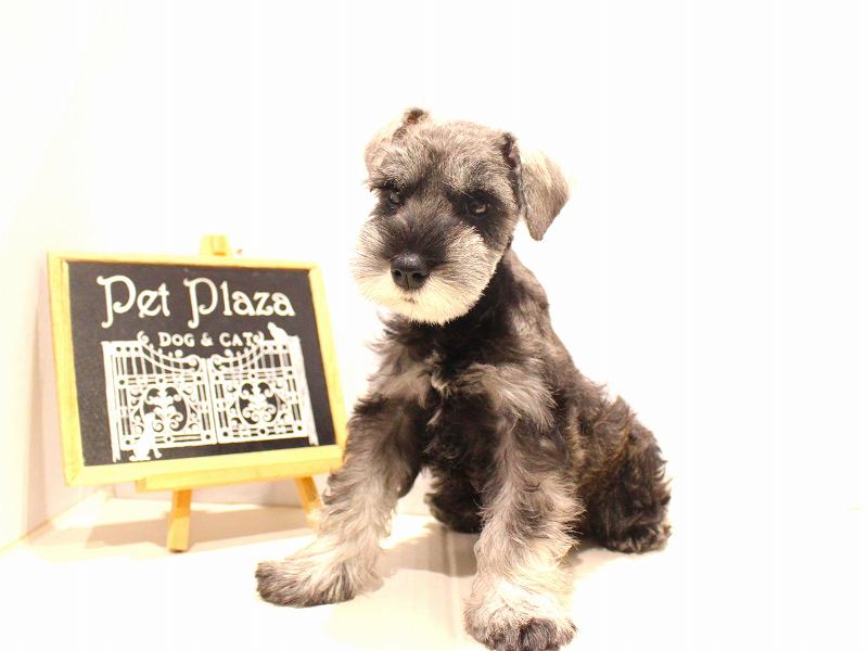 ミニチュアシュナウザー25-1167