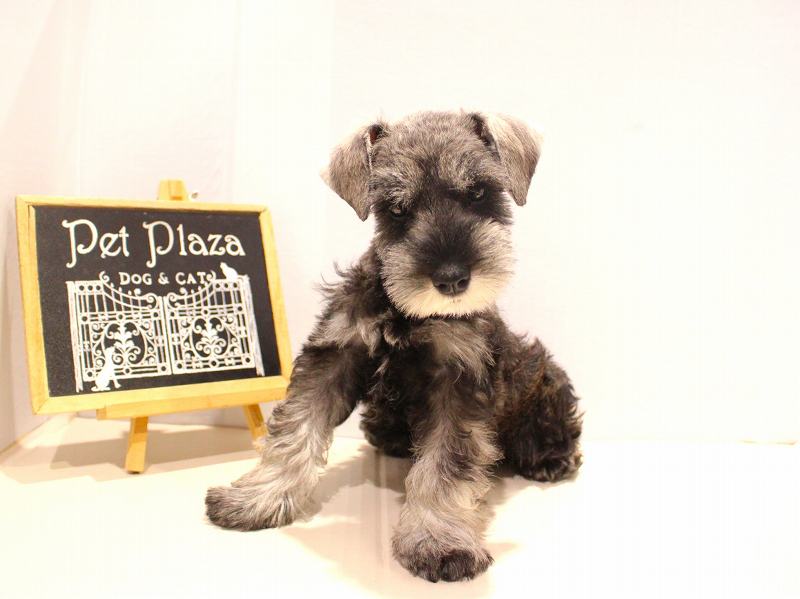 ミニチュアシュナウザー25-1167