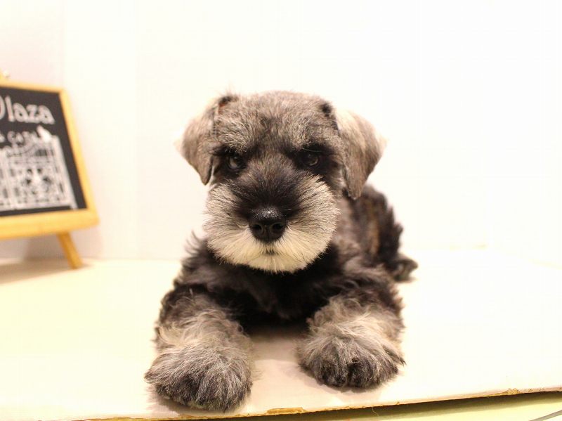 ミニチュアシュナウザー25-1167