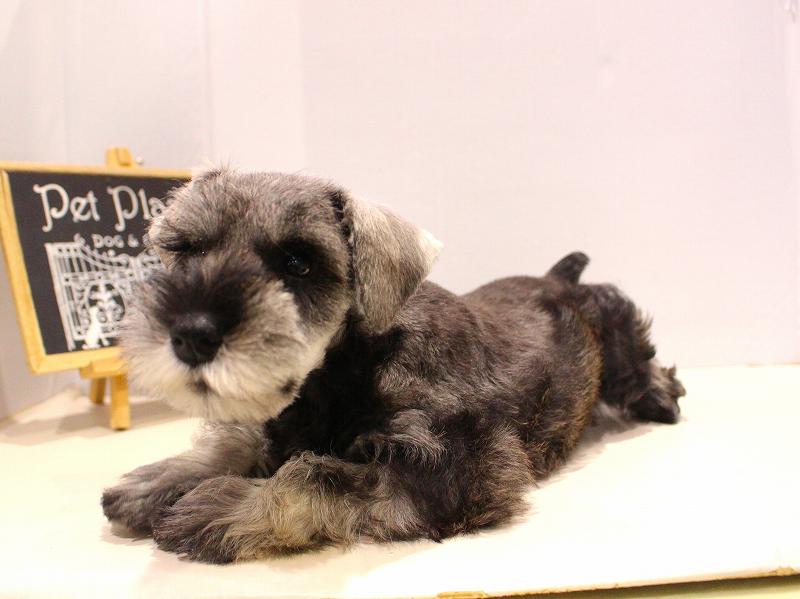 ミニチュアシュナウザー25-1167