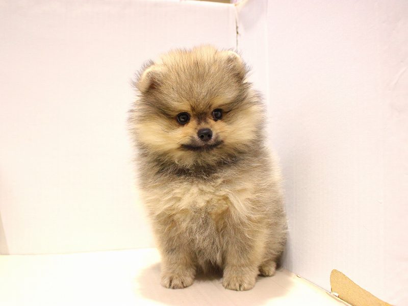 ポメラニアン25-1171