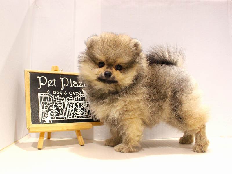 ポメラニアン25-1171