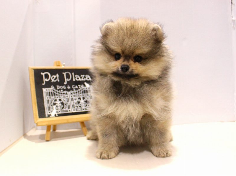 ポメラニアン25-1171