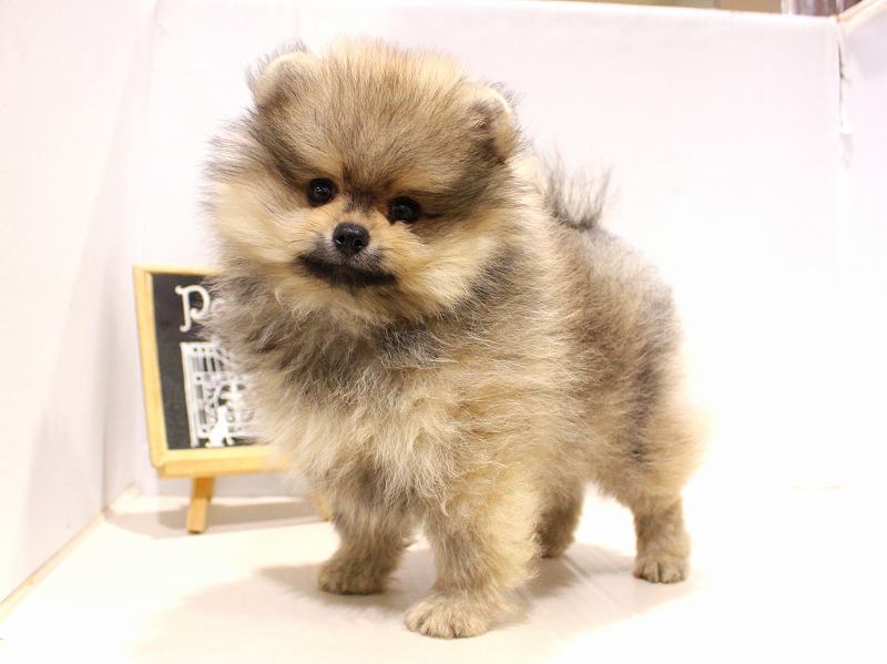 ポメラニアン25-1171
