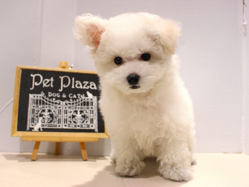 ビションフリーゼ25-1162