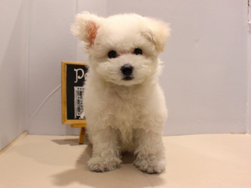 ビションフリーゼ25-1162