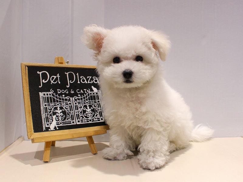 ビションフリーゼ25-1162