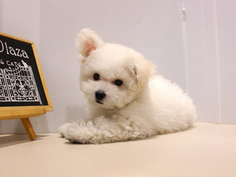 ビションフリーゼ25-1162