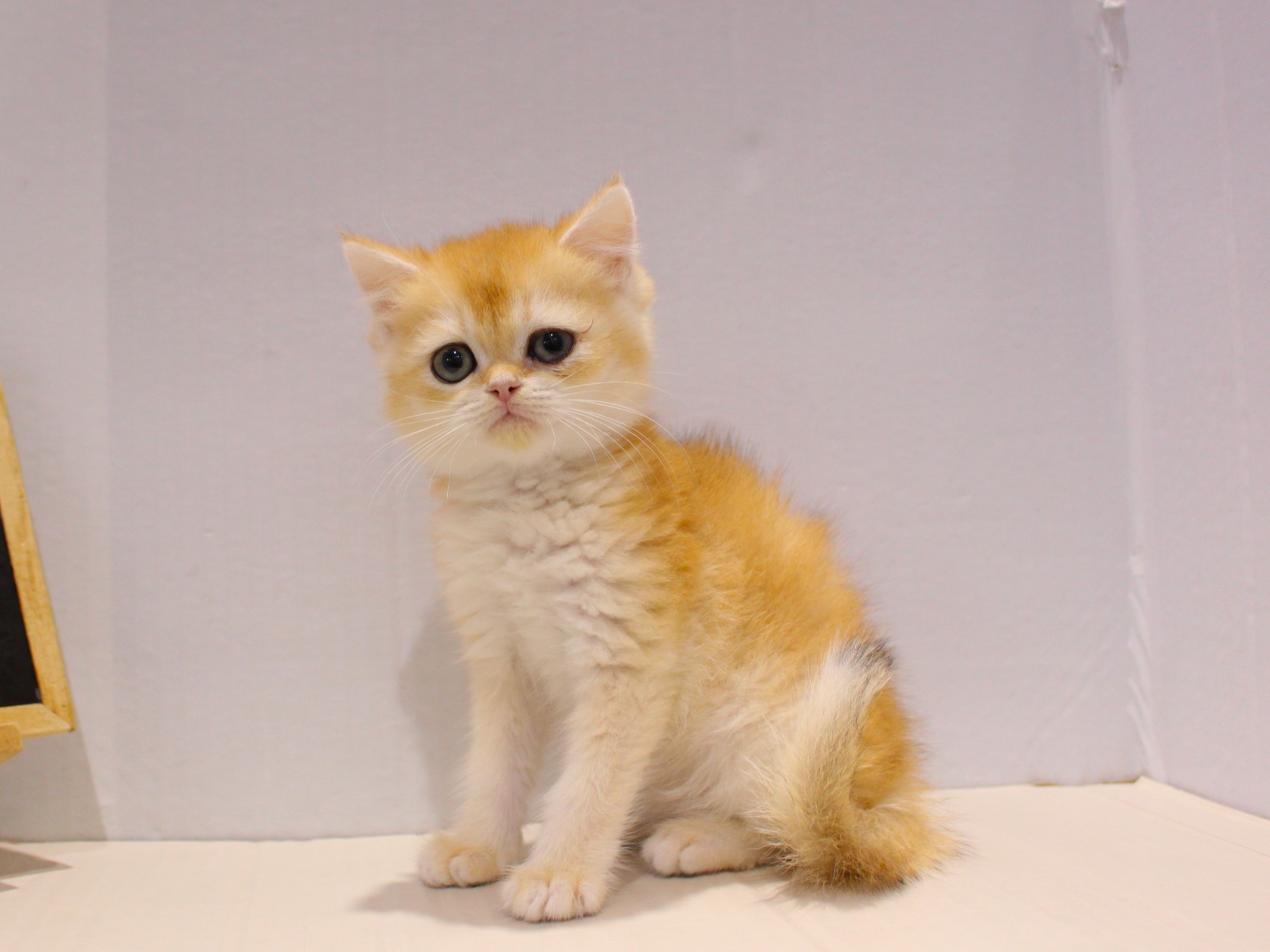 ブリティッシュショートヘア25-1186